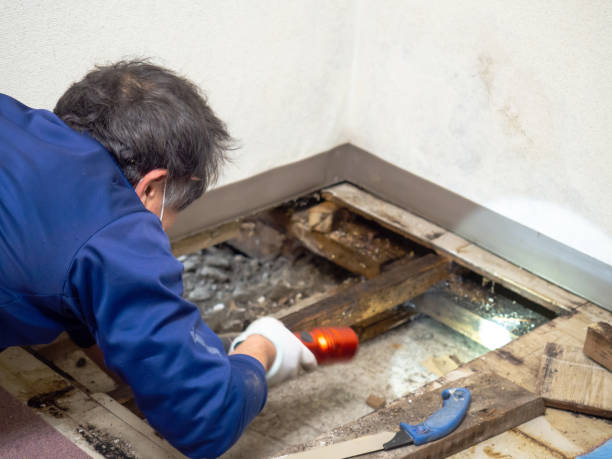 Best White Mold Remediation in Everman, TX