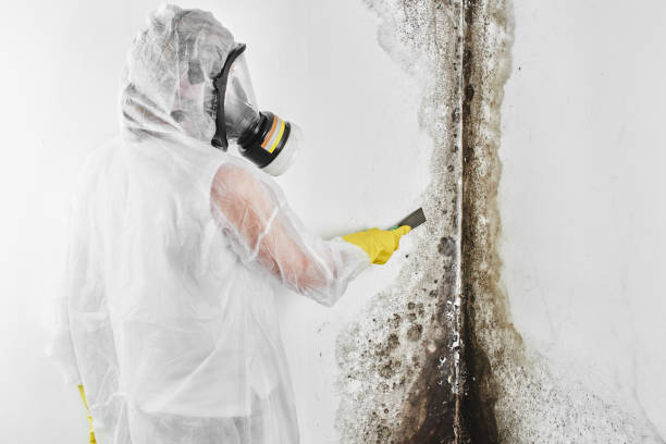 Best Residential Mold Remediation in Everman, TX