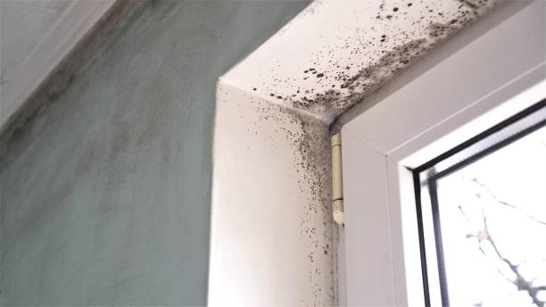 Professional Mold Remediation in Everman, TX