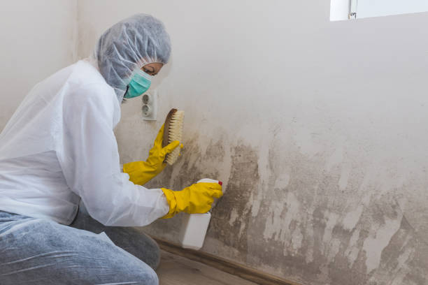 Best Black Mold Remediation in Everman, TX