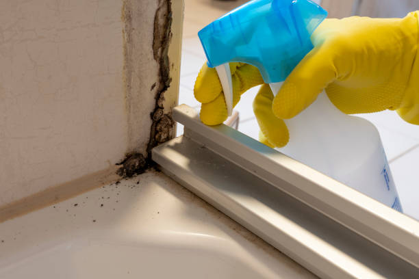 Best Health and Safety Mold Remediation in Everman, TX