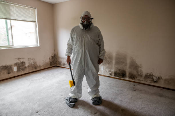 Best DIY Mold Remediation Support Services in Everman, TX