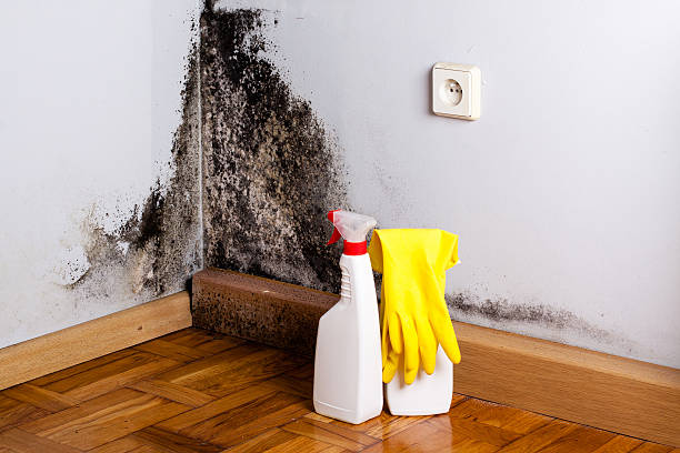 Best Preventive Mold Services in Everman, TX