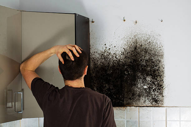 Best HVAC Mold Remediation in Everman, TX