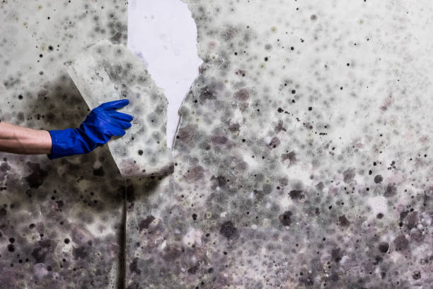 Best Mold Remediation for Schools in Everman, TX