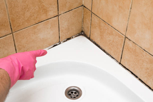 Best Mold Testing and Inspection Services in Everman, TX